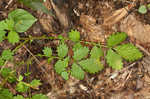 Beaked agrimony